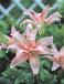 Asiatic Aphrodite