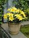 Asiatic Lemon Pixie