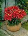 Asiatic Red Carpet