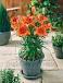 Asiatic Orange Pixie
