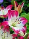 Asiatic Lollypop