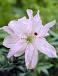 Asiatic Spring Pink