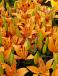 Asiatic Orange Matrix