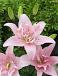 Asiatic Elodie