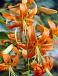Turkish Cap Speciosum Henryi