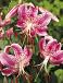 Turkish Cap Speciosum Rubrum