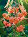 Specie Splendens