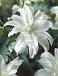 Oriental Polar Star