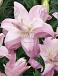 Oriental Lotus Queen