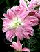 Oriental (double) Lotus Elegance