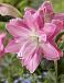 Oriental (double) Lotus Wonder