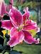 Oriental Stargazer