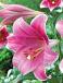 Longiflorum Pink Heaven®