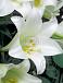Longiflorum White Heaven