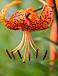 Specie Lancifolium