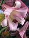 Trumpet Pink Perfection