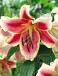 O.T. Holland Beauty