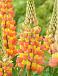 Apricot Yellow