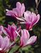 X Loebneri Leonard Messel