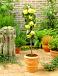 Golden Delicious Yellow-Green