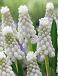 Botryoides Album