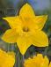 Trumpet Golden Harvest