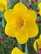 Large-Cupped Park Sun