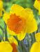 Large-Cupped Pimpernel