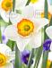 Large-Cupped Flower Record