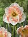 Large-Cupped Pink Wonder