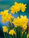 Cyclamineus Tete A Tete