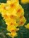 Tazetta Golden Dawn