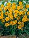 Specie Bulbocodium Golden Bells