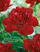 Lactiflora Red