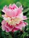 Lactiflora Sorbet