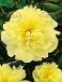 Lactiflora Yellow