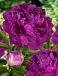 Lactiflora Purple