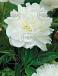 Lactiflora Festiva Maxima