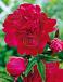 Lactiflora Paul M Wild