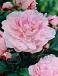 Lactiflora Taff