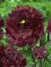 Lactiflora Black Beauty
