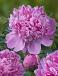 Lactiflora Monsieur Jules Elie