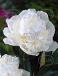 Lactiflora Duchesse De Nemours