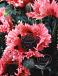 Ruffles Pink Ruffles