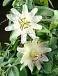 Hybrid White