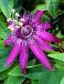 Hybrid Purple