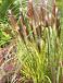 alopecuroides Red Head