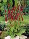 Firetail