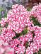 Paniculata Pink Windmill