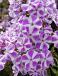 Paniculata Candy Stripes